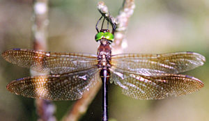 Hines Emerald Dragonfly