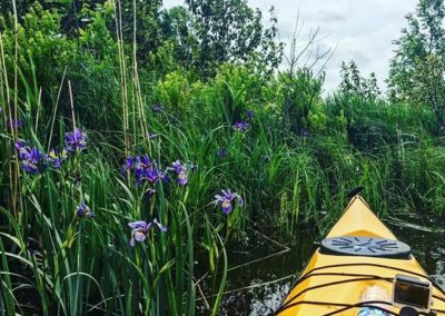 Flowers on the Mink River