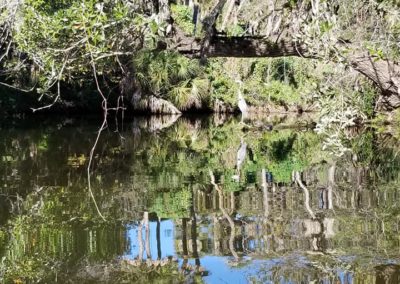 Heron on Turkey Creek