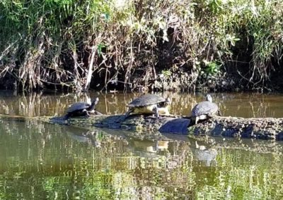 turtles at Turkey Creek