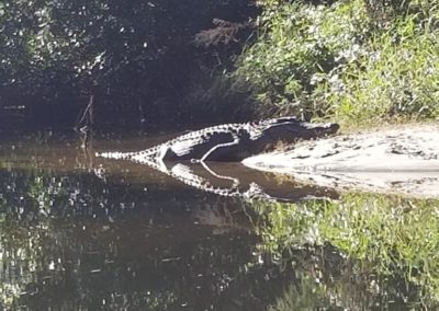 Alligator on Turkey Creek