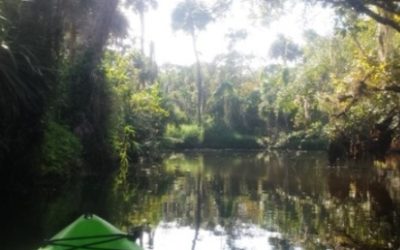 Turkey Creek Sanctuary Kayak Tour